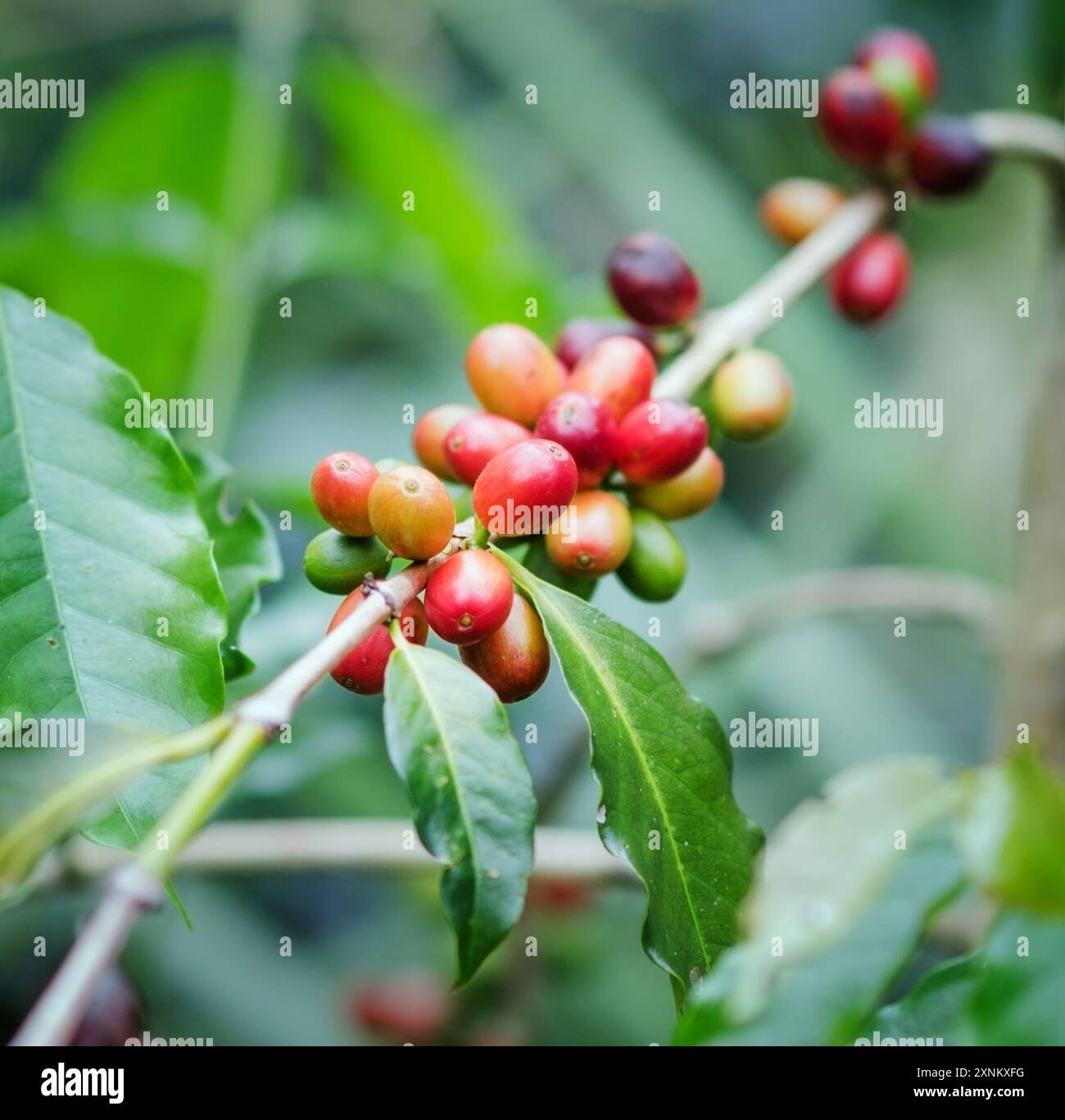Unpicked coffee beans on coffee hi-res stock photography and images - Alamy