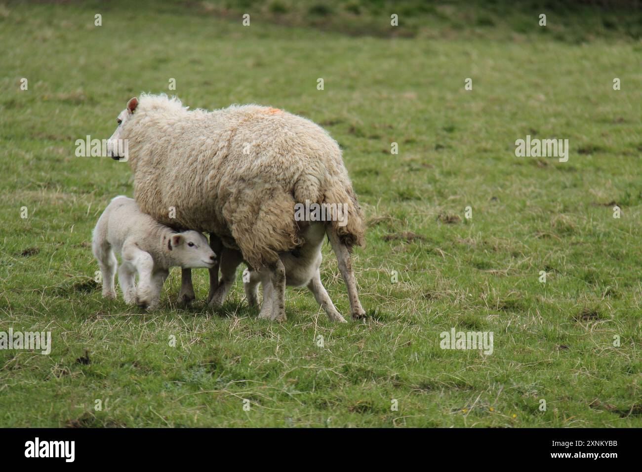 洋楽 Lamb and Mutton / mama!milk Lamb on knees drinking milk from mother in an enclosure pen