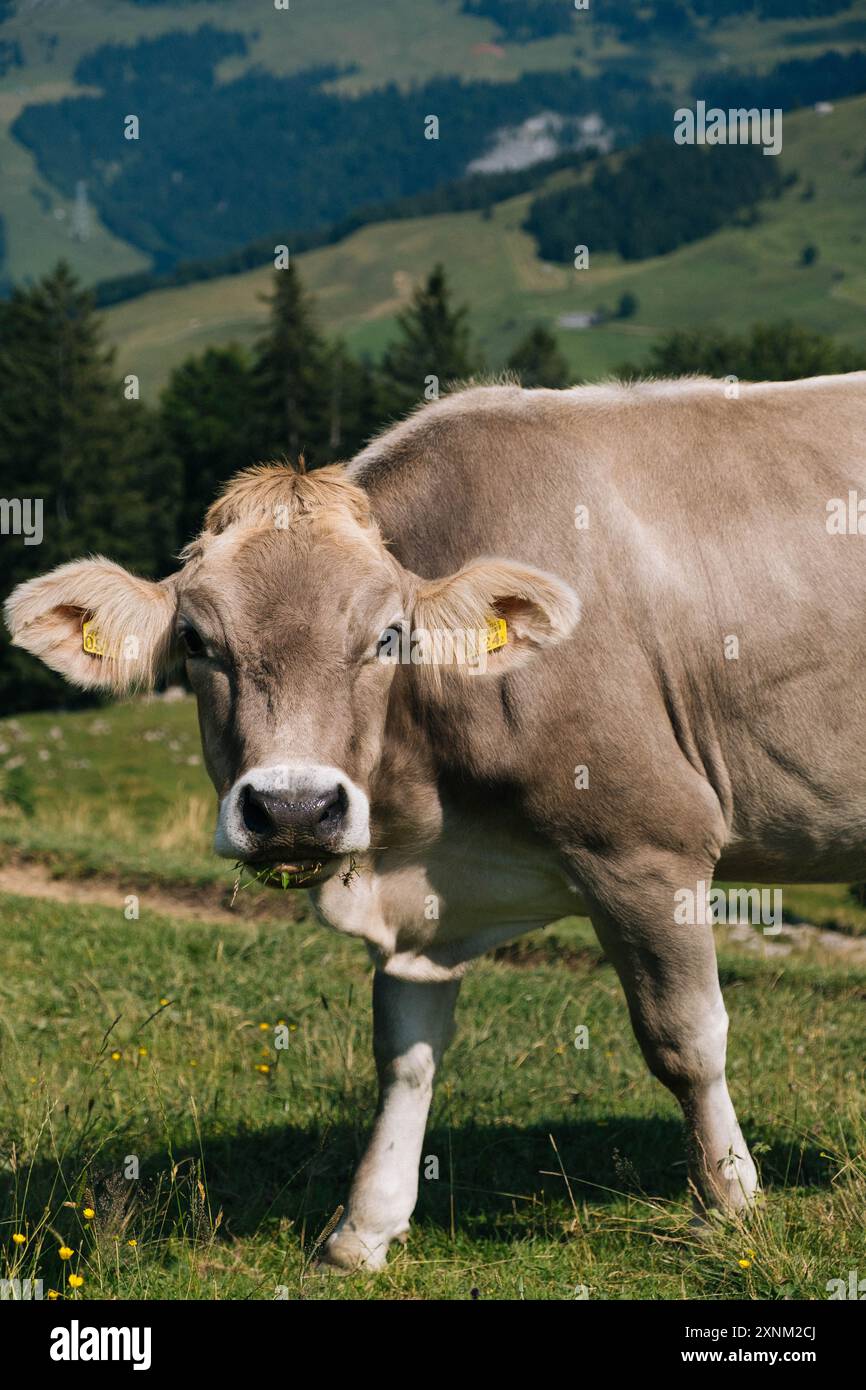 Experience the Swiss Alps with photos from a hike in the Appenzell ...