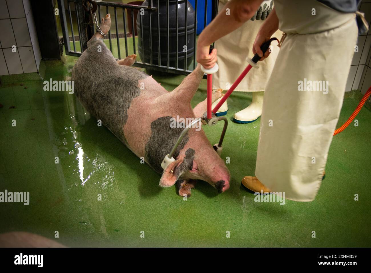 A butcher is seen preparing a pig for processing in a meat facility ...
