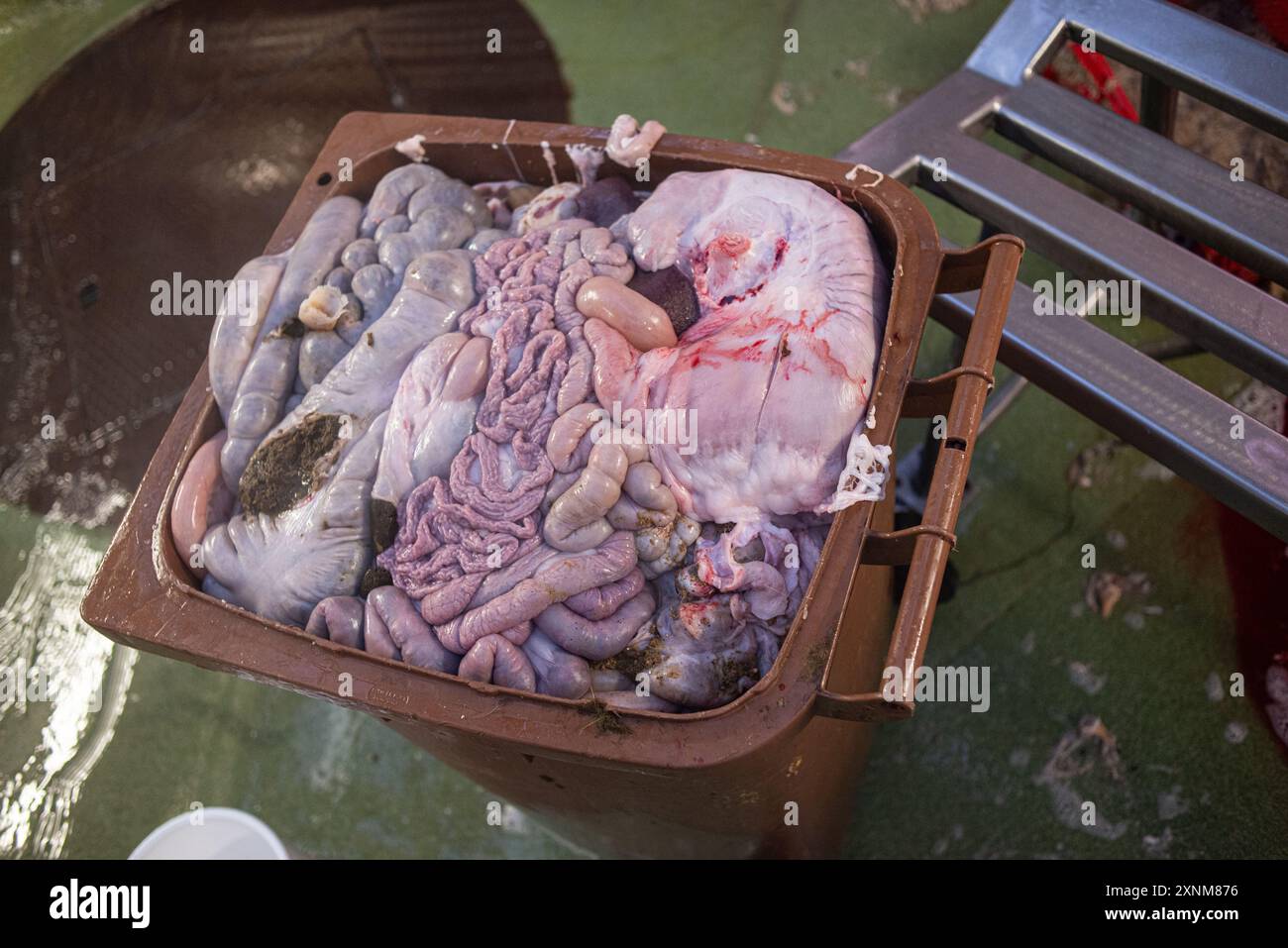 Image of various animal organs placed in a brown container, potentially for medical research or the food industry. The photo showcases a detailed view of raw, freshly retrieved organs. Stock Photo