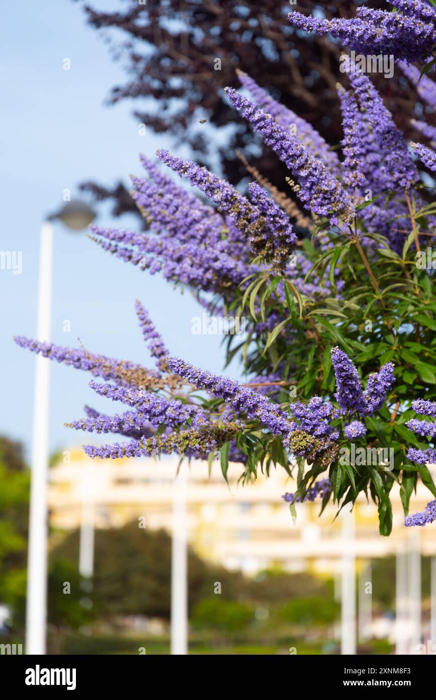 Rosewood tree in bloom hi-res stock photography and images - Alamy