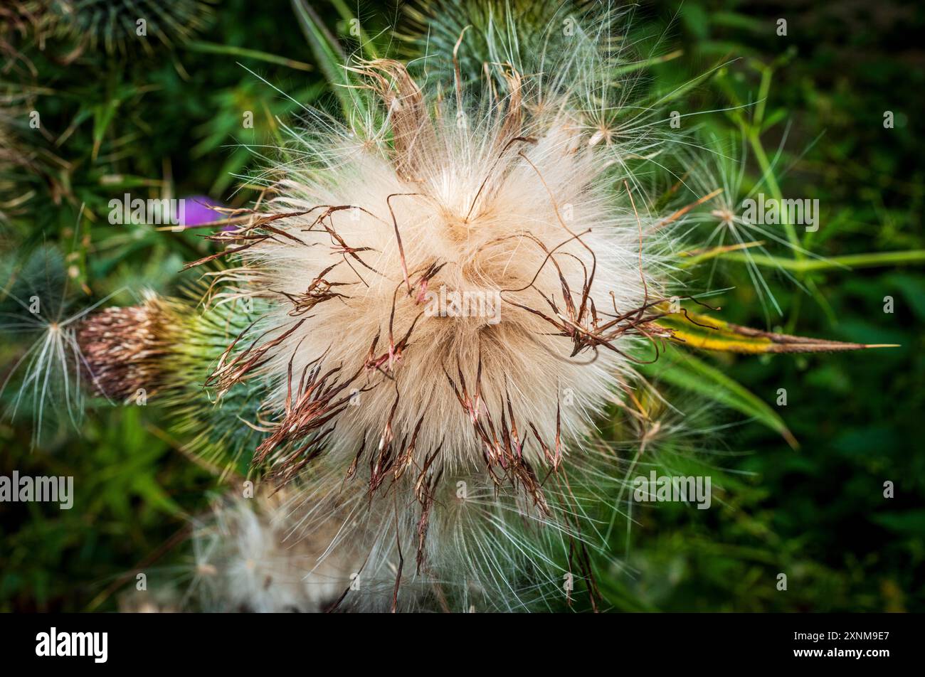 Thistledown Stock Photo