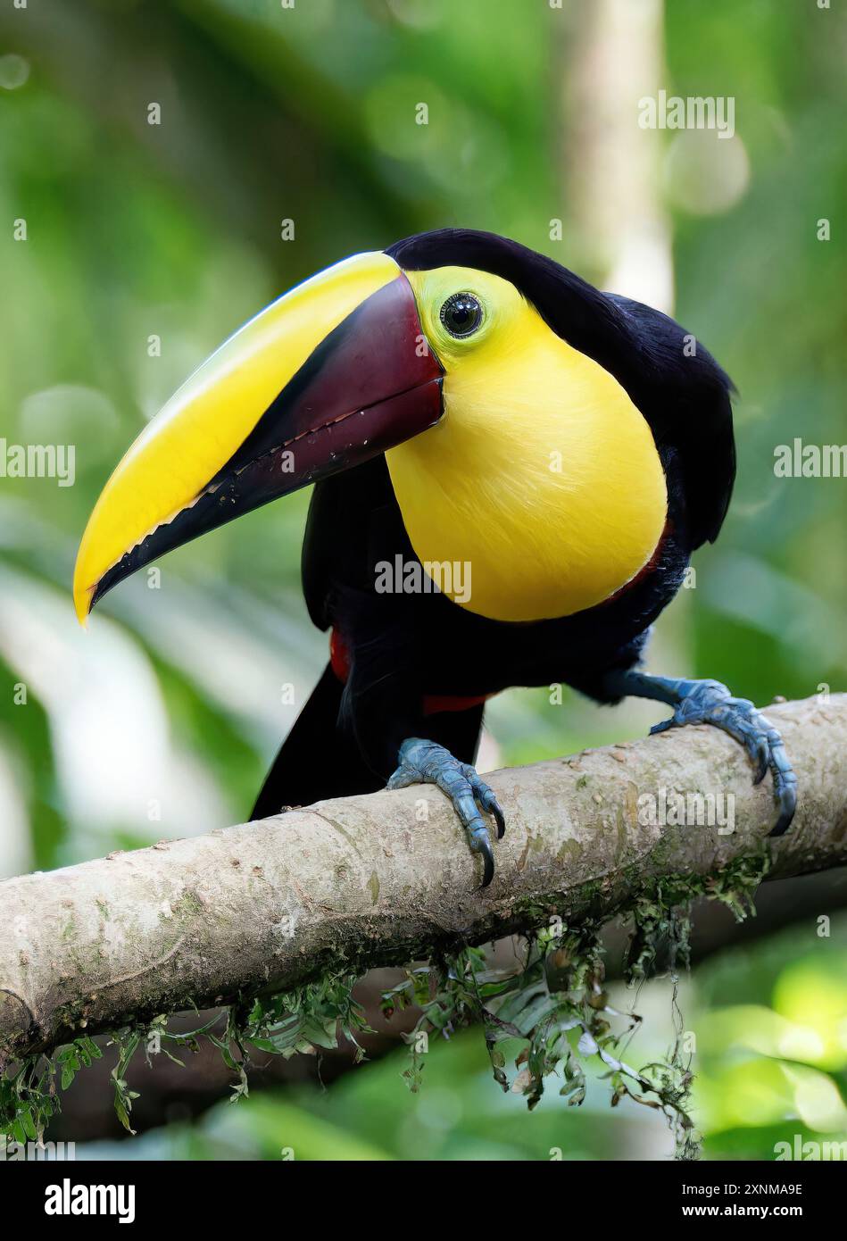Chestnut mandibled Toucan Swainson Tukan Toucan De Swainson chestnut-mandibled-toucan-swainson-tukan-toucan-de-swainson