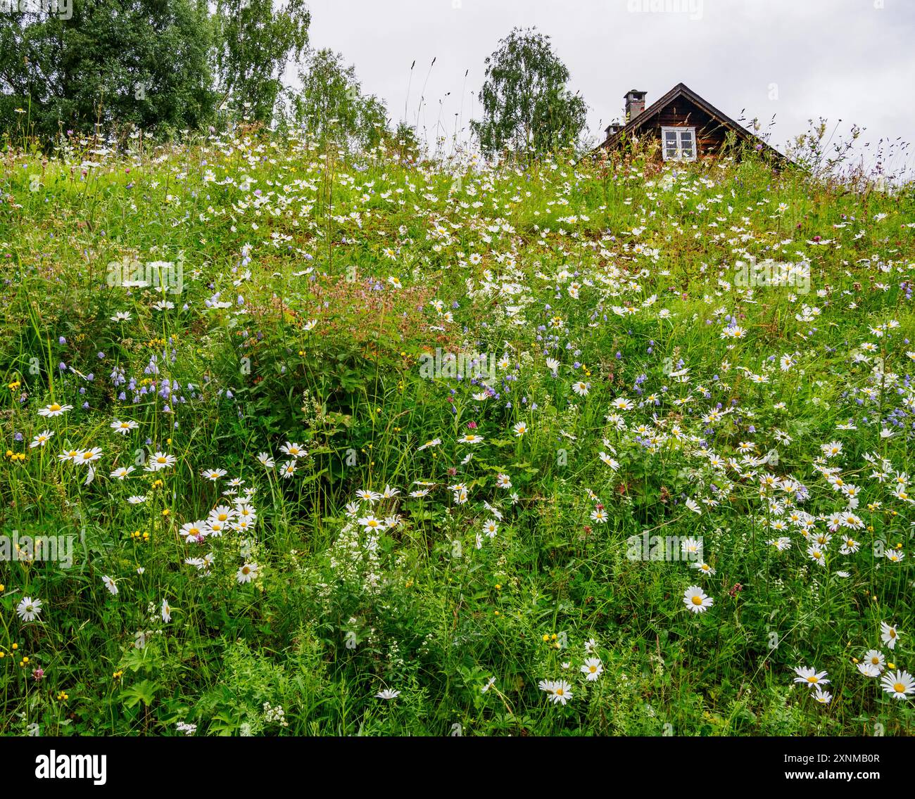 Lovely wildflower meadow at the Valdres Folk Museum in Fagernes central Norway Stock Photo