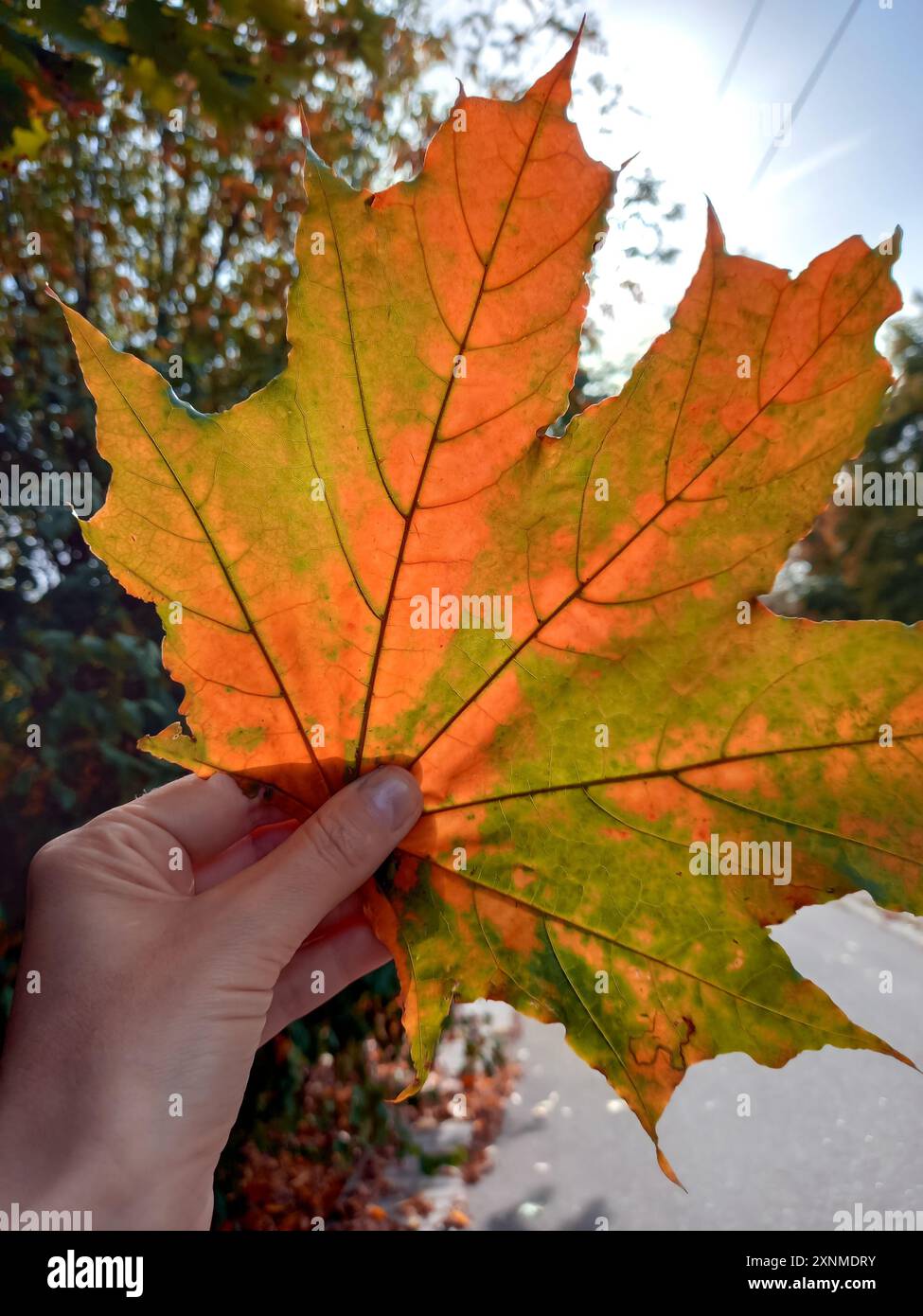 Hand holding fallen maple leaf hi-res stock photography and images - Alamy