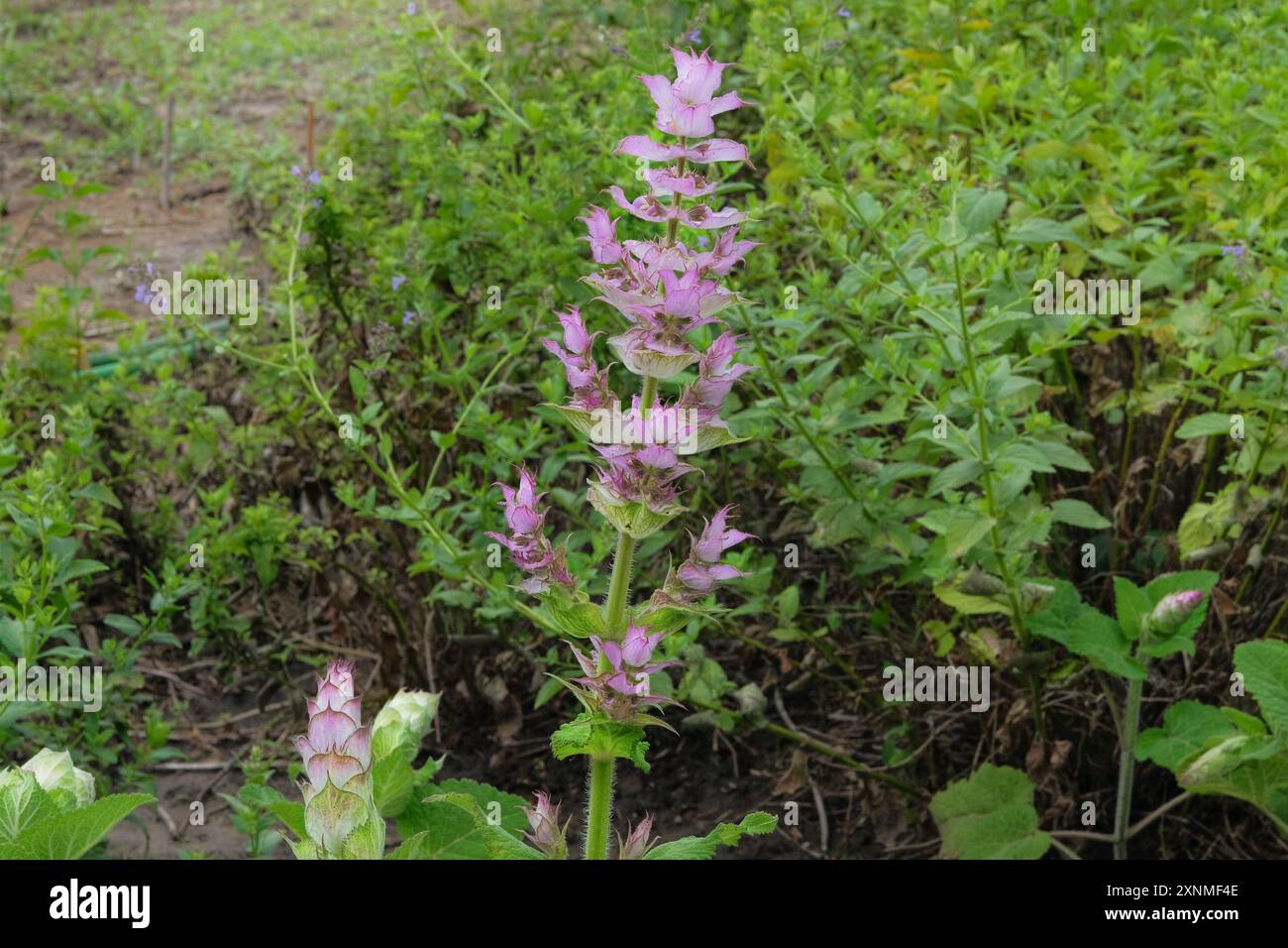 Salvia sclarea turkestanica grows in meadow. Purple flowers blooming. Cottage garden. Romantic pink flowers. Stock Photo