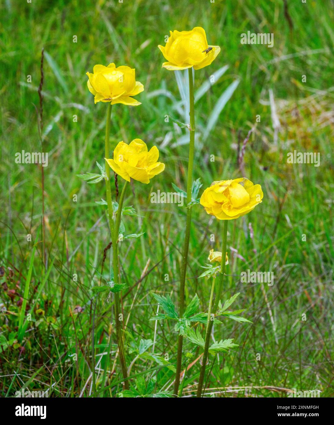 Globe Flower Trollius europaeus growing in damp woodland meadow in central Norway Stock Photo