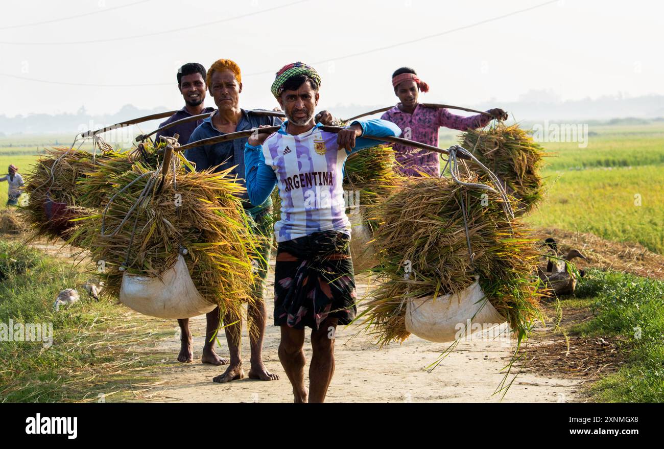 Rice field on rice paddy green color lush growing is a agriculture ...