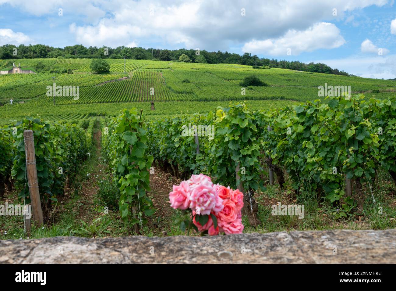 Green Rows Pinot Romanee conti vineyard cross hi-res stock photography and images - Alamy