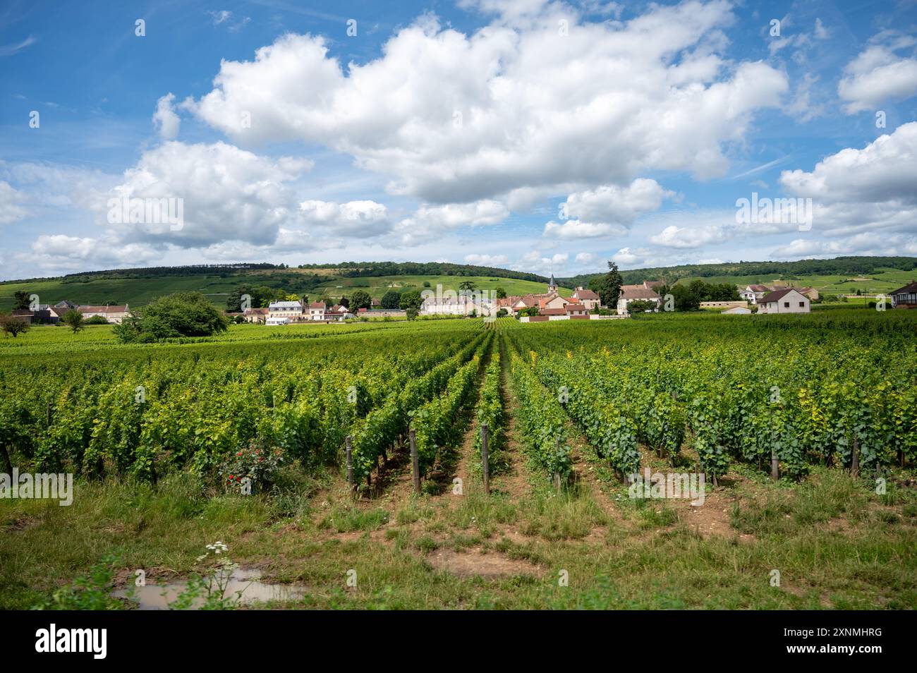 Green Rows Pinot Romanee conti vineyard cross hi-res stock photography and images - Alamy