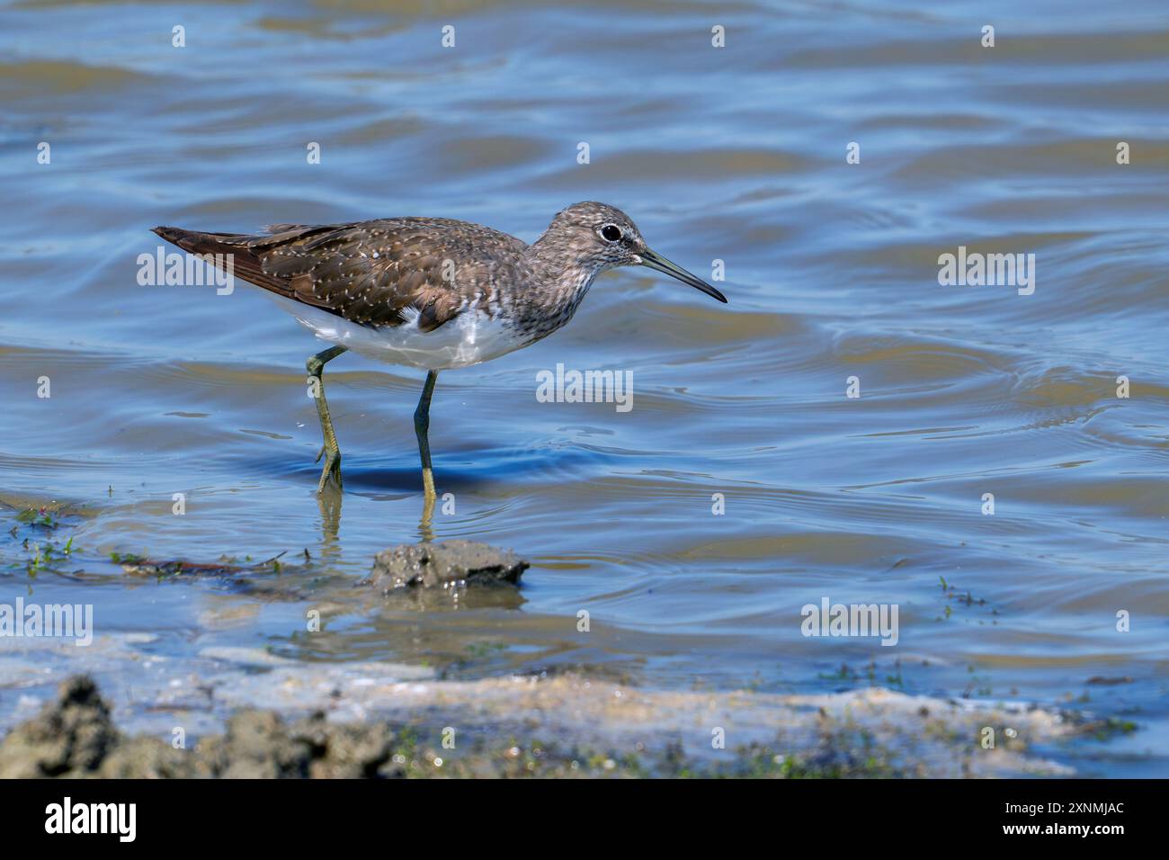 Green sandpiper (Tringa ochropus) foraging for small invertebrates in ...