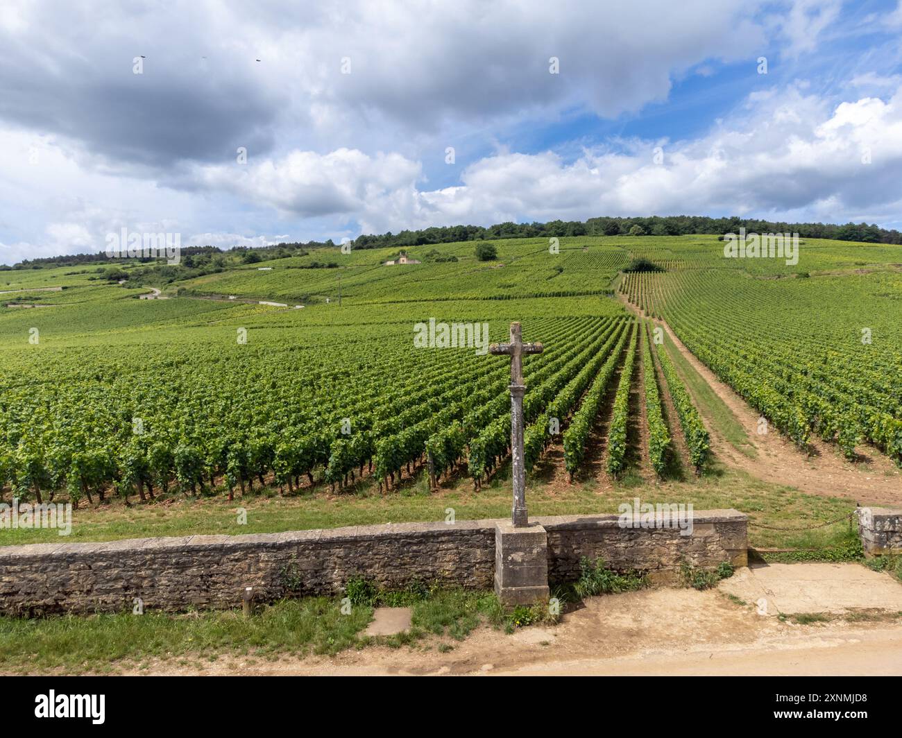 Green Rows Pinot Green grand cru and premier cru vineyards with cross and rows of pinot ...