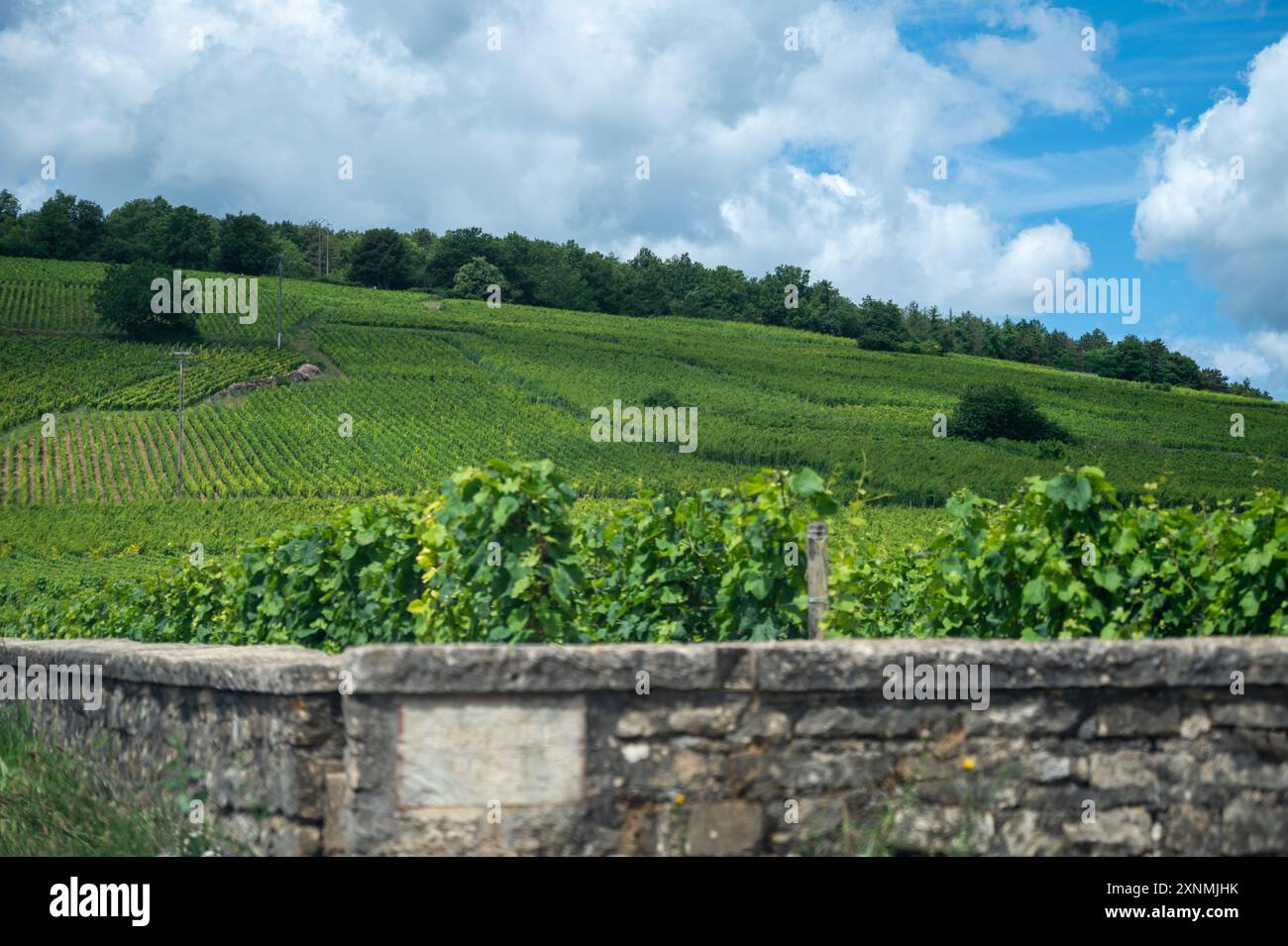 Green Rows Pinot Romanee conti vineyard cross hi-res stock photography and images - Alamy