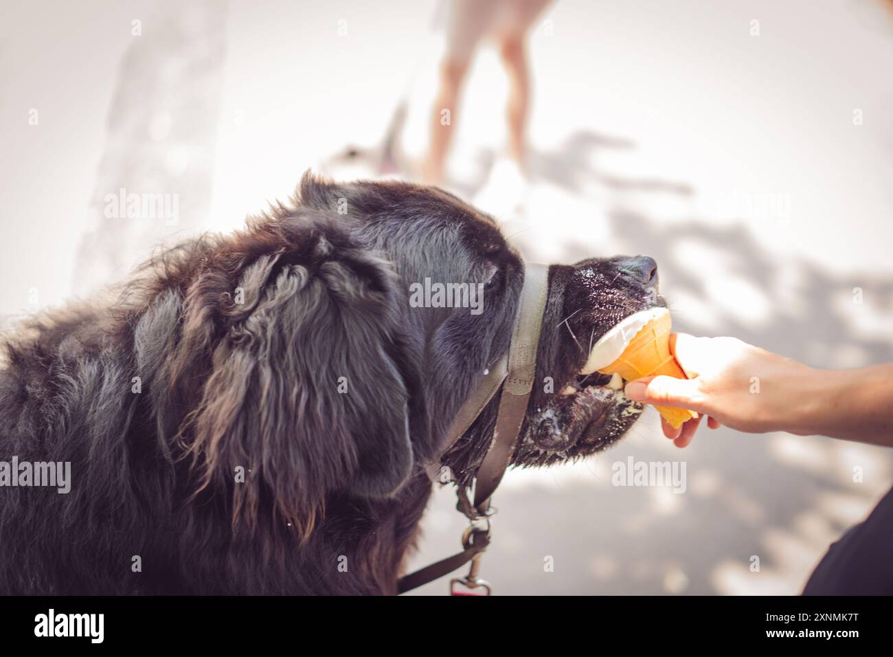 Puppy eating ice cream hi-res stock photography and images - Alamy, image size:1300x956