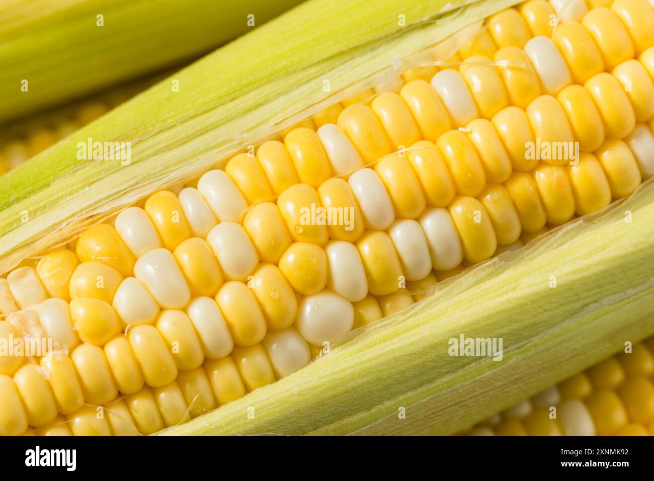 Multi Colored Sweet Corn on the Cob Ready to Cook Stock Photo