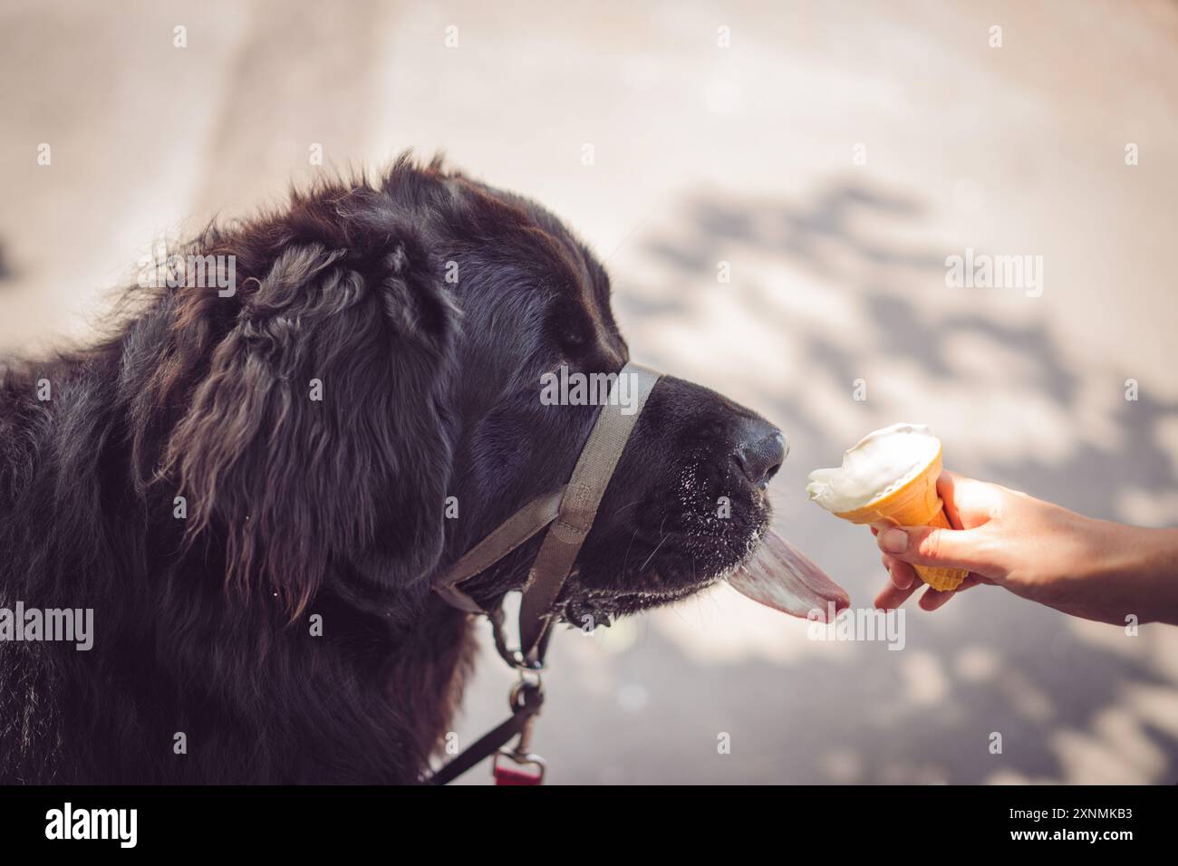Puppy eating ice cream hi-res stock photography and images - Alamy, image size:1300x956