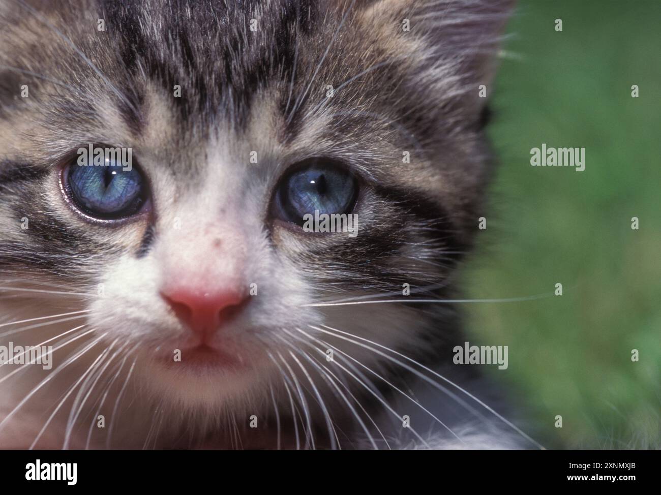 Grey kitten with blue eyes close up hi-res stock photography and images ...