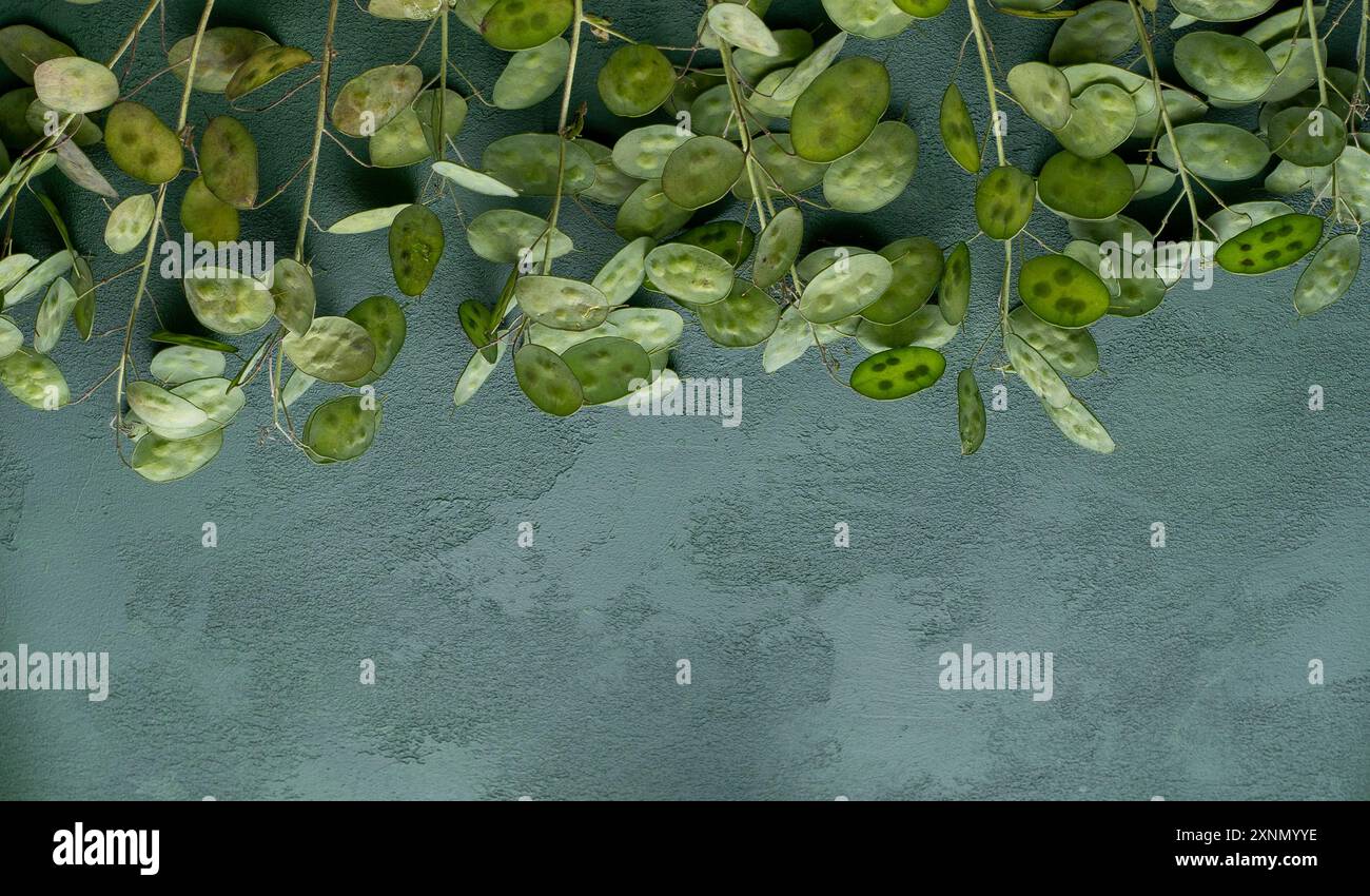 Green leafy background. Lunaria annua leaves. Dried flower money plant  Stock Photo - Alamy