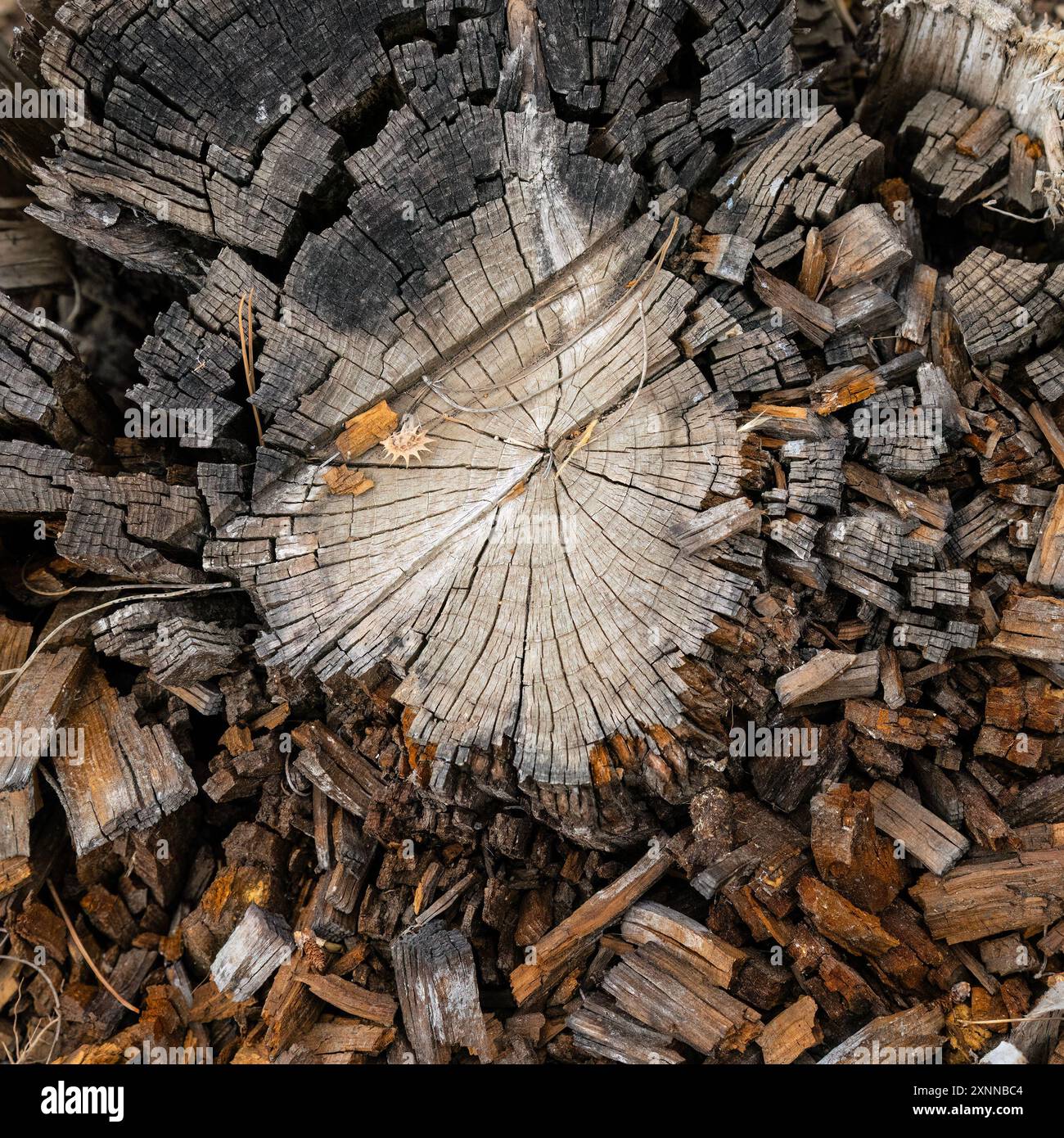 Crumbling Tree Small circular section hi-res stock photography and images - Alamy