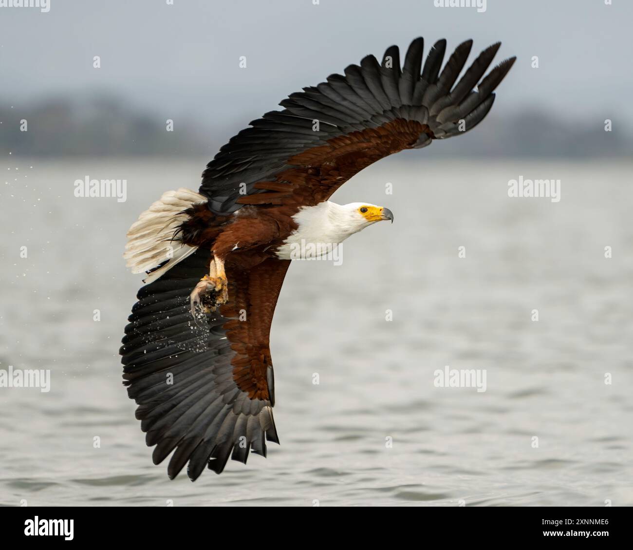 African Fish Eagle (Haliaeetus vocifer), or the African sea eagle is a large species of eagle found throughout sub-Saharan Africa Stock Photo