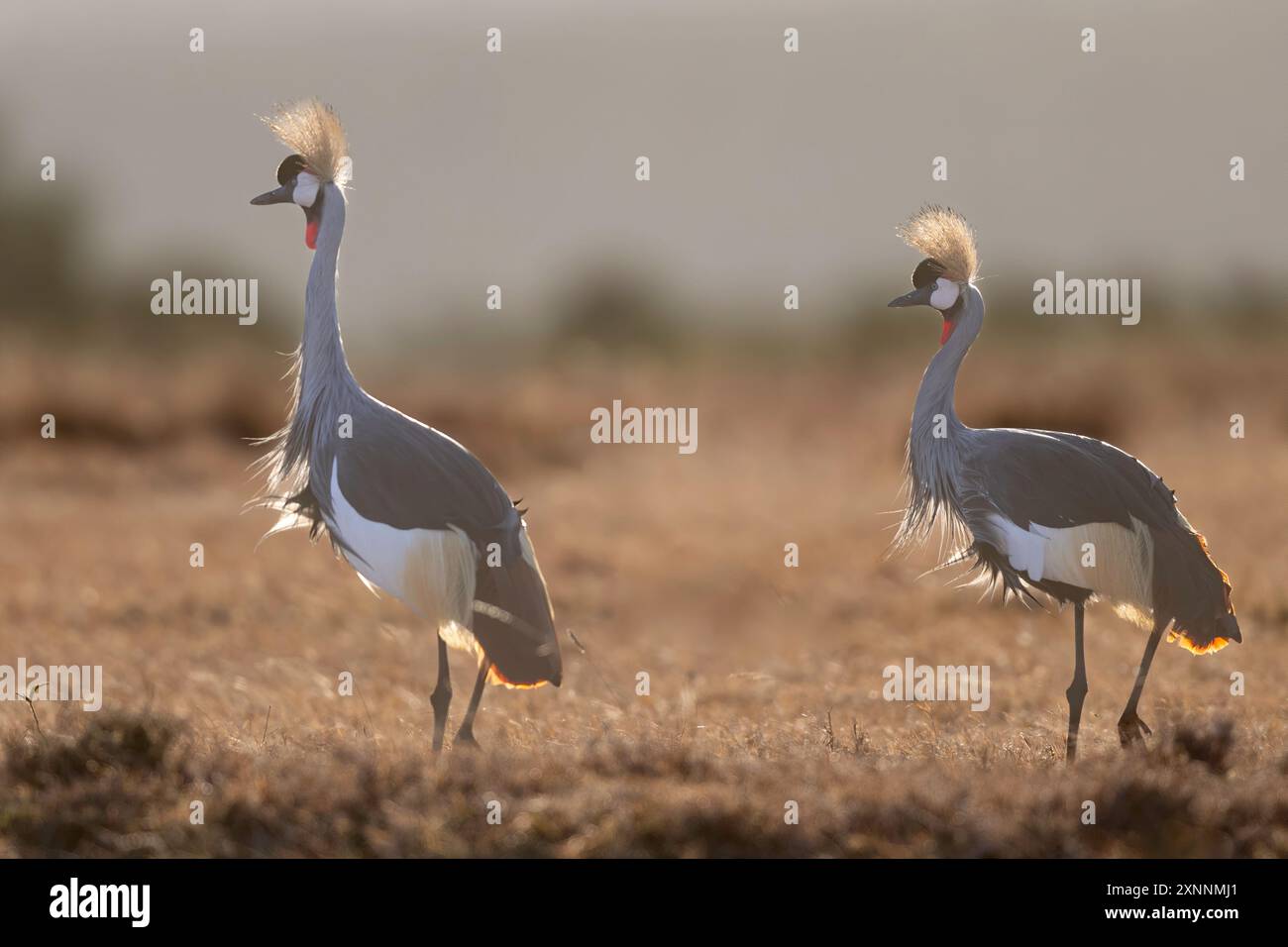 grey crowned crane (Balearica regulorum), also known as the African crowned crane, golden crested crane, golden-crowned crane, East African crane Stock Photo