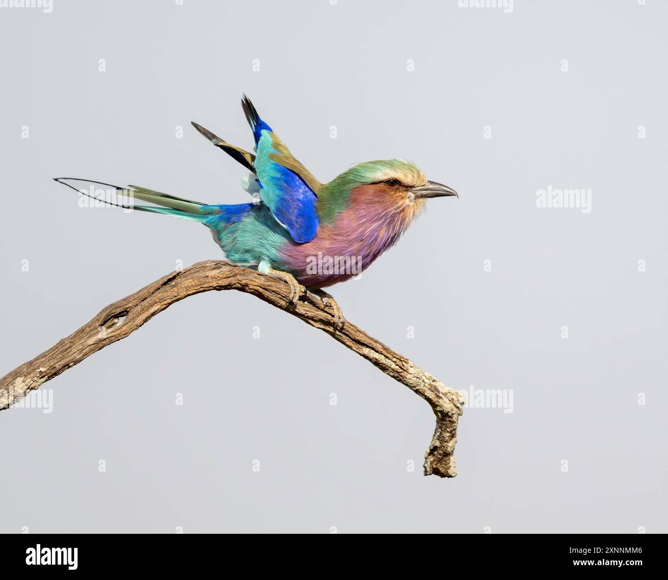 Lilac-breasted roller (Coracias caudatus), It is widely distributed in ...