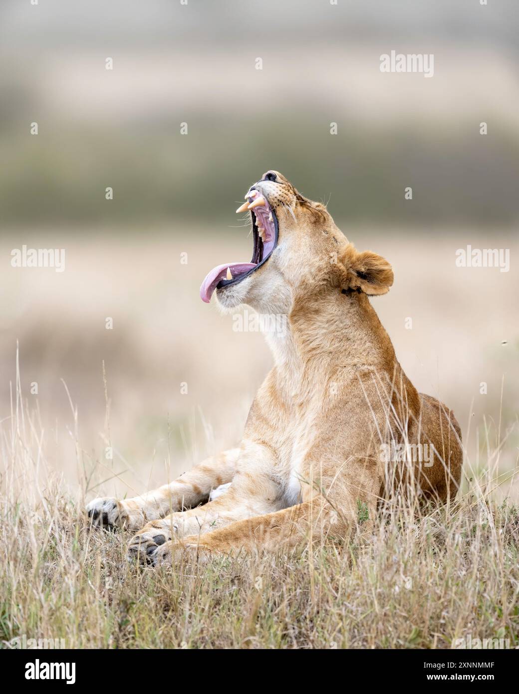 Female Lion (Panthera leo) in Kenya Africa, native to Africa and India Stock Photo