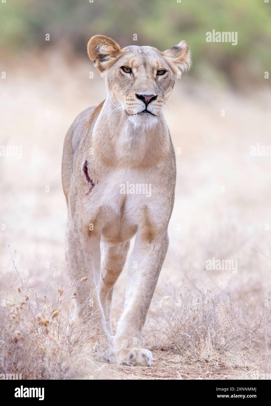 Female Lion (Panthera leo) in Kenya Africa, native to Africa and India Stock Photo