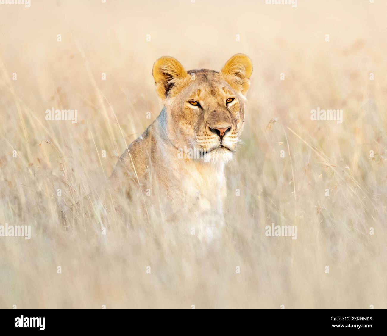 Female Lion (Panthera leo) in Kenya Africa, native to Africa and India Stock Photo