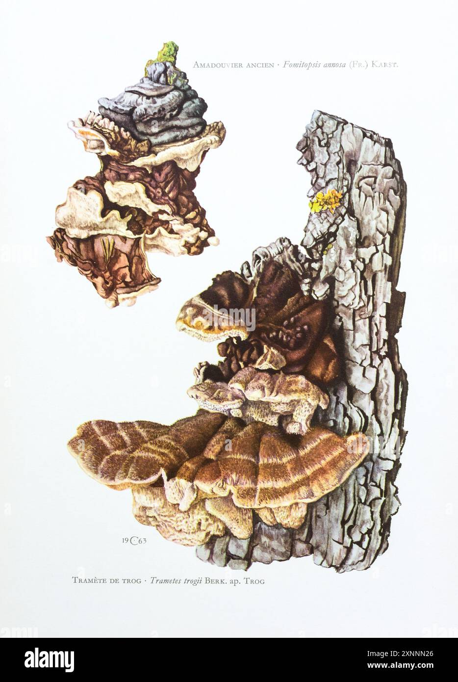 Formitopsis annosa hi-res stock photography and images - Alamy