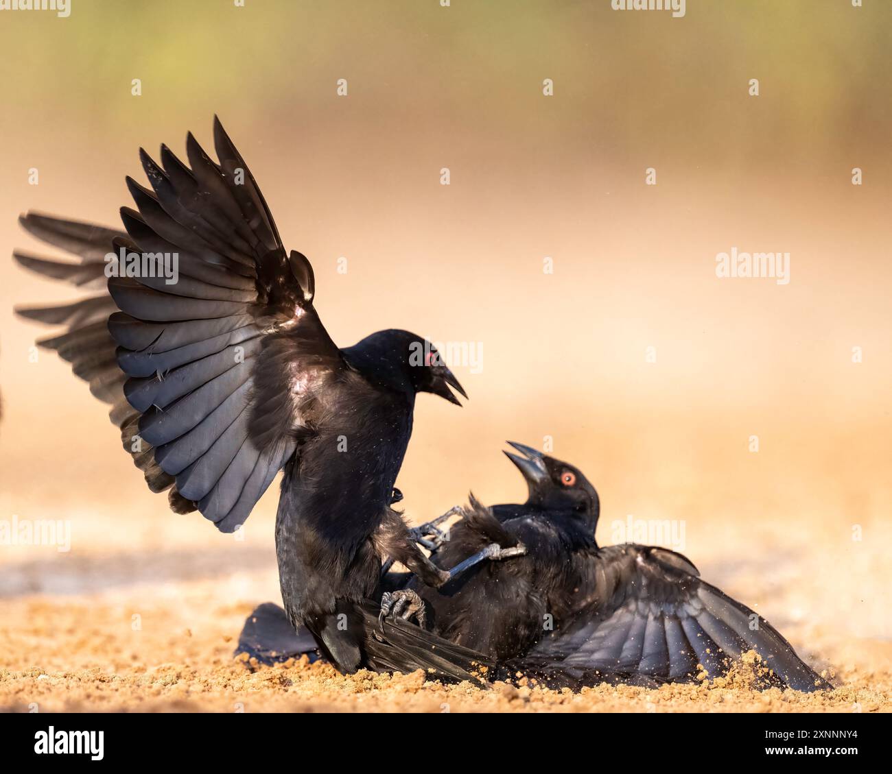 Brozed Bronzed Cowbird (Molothrus aeneus) breeding display, Rio Grande Valley ...