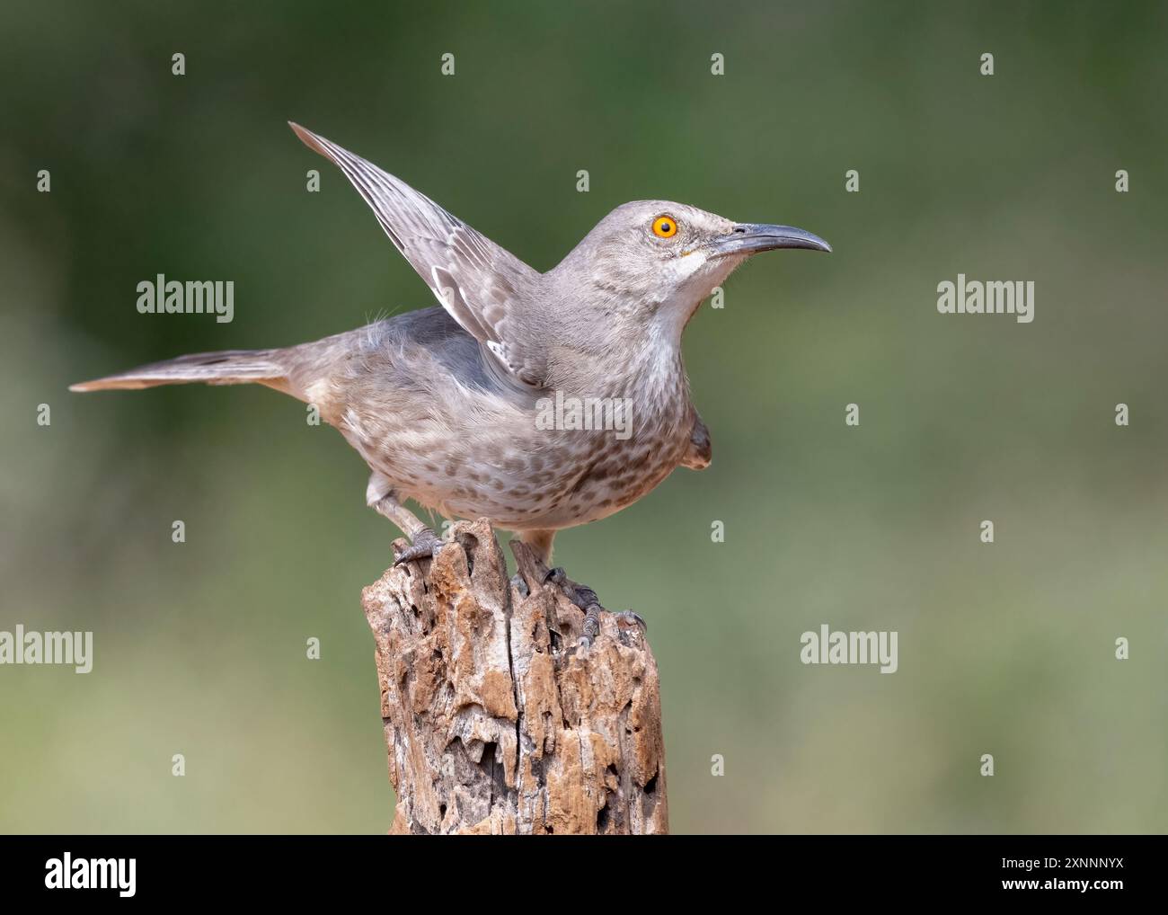Curve-billed Thrasher (Toxostoma curvirostre), medium-sized mimid native to most of Mexico and to the deserts of southwestern United States Stock Photo