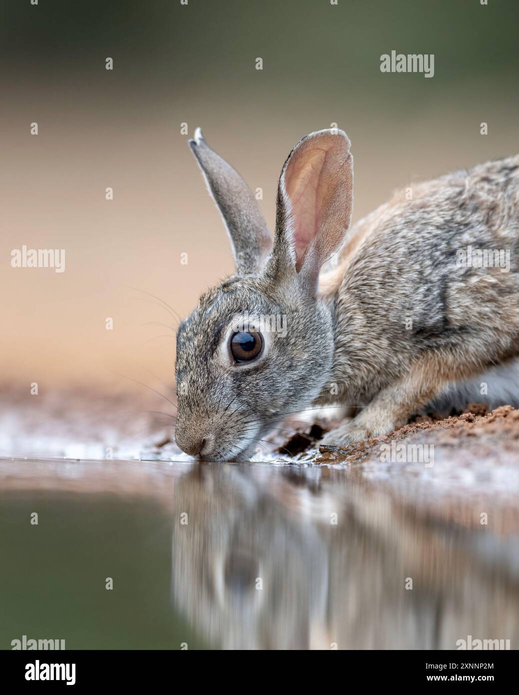 Desert Cottontail or Audubon's cottontail (Sylvilagus audubonii) at ...