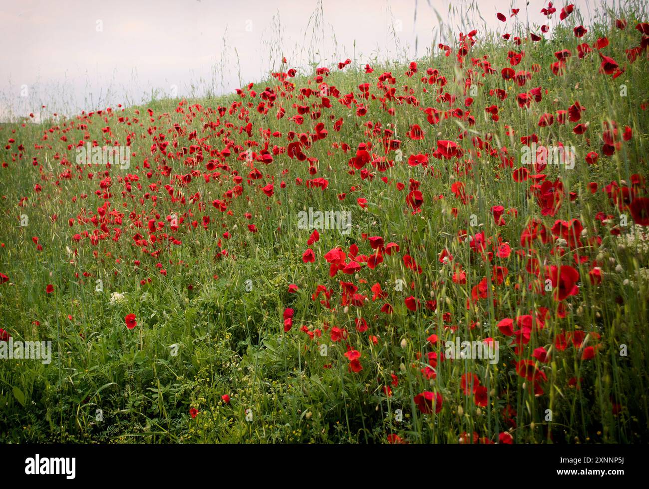Beautiful field of red poppies in the sunset light Stock Photo - Alamy