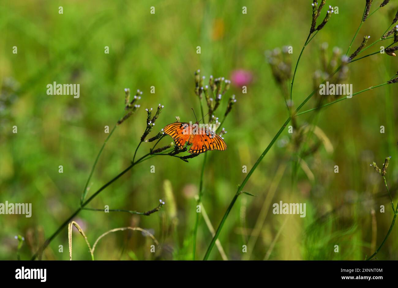 Ridgeland wildflower field hi-res stock photography and images - Alamy