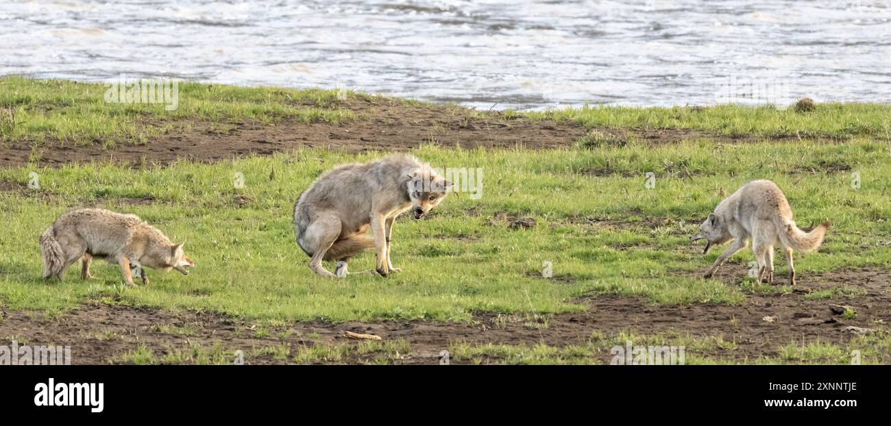 Coyote (Canis latrans) fighting interacting with Gray Wolf (Canis lupus ...