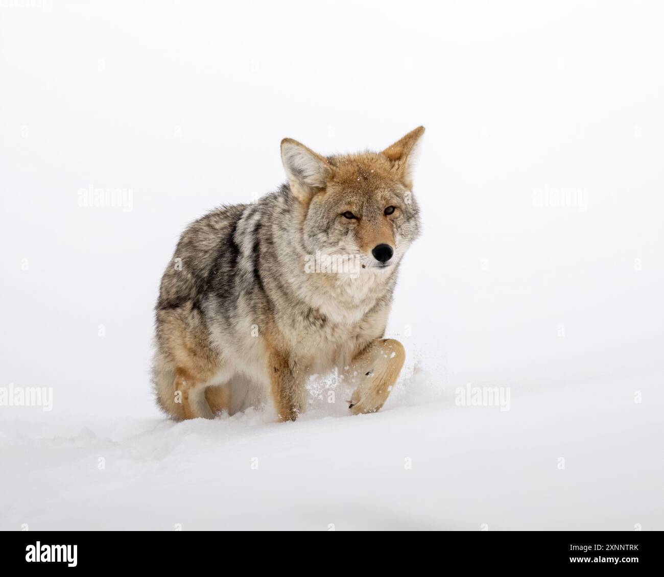 Coyote (Canis latrans) with winter coat in deep snow, Yellowstone National Park, Wyoming, North America Stock Photo