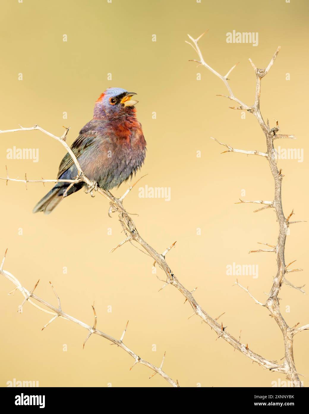 The varied bunting (Passerina versicolor), is a species of songbird in the cardinal family, Cardinalidae. Stock Photo