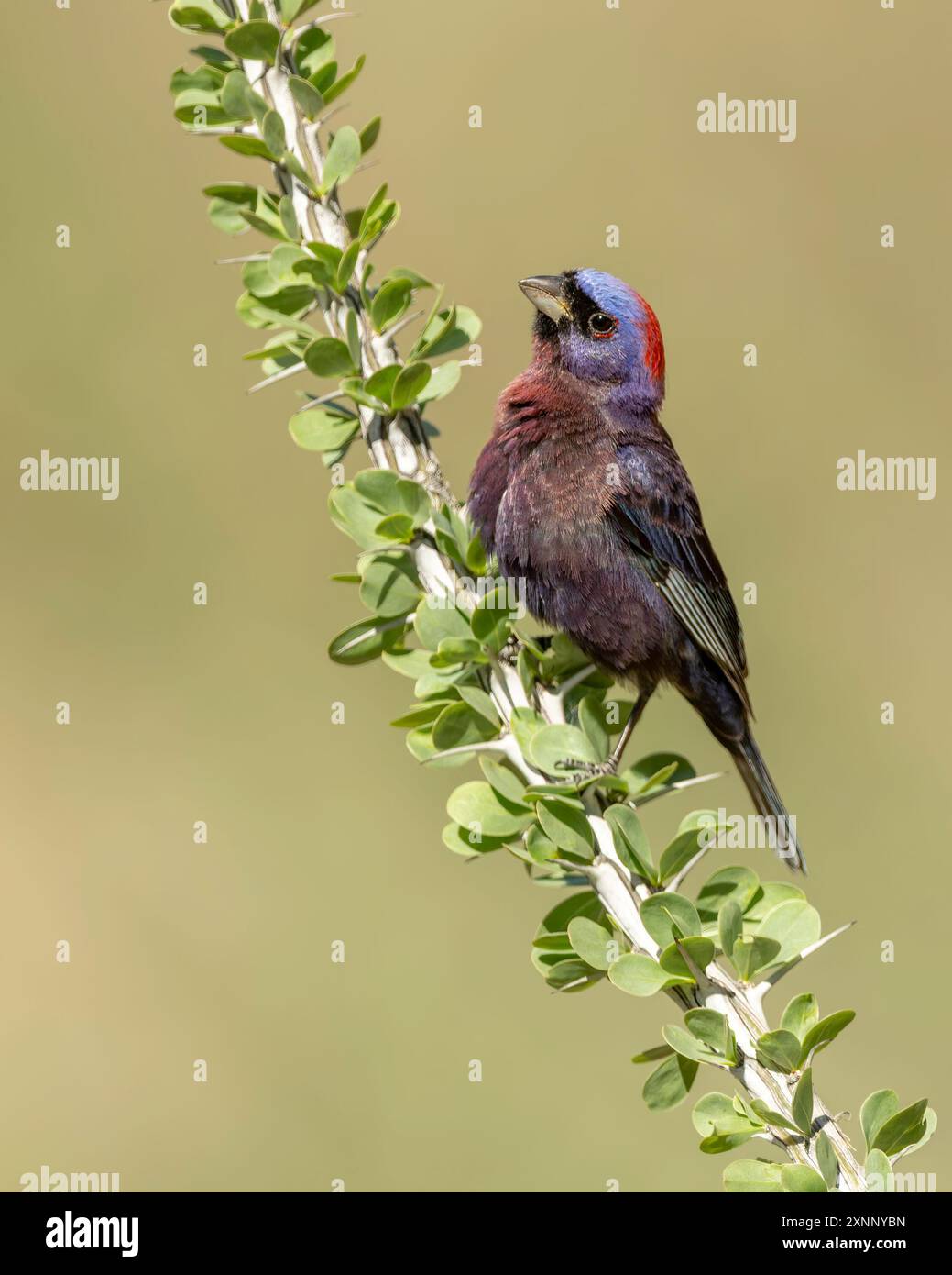 The varied bunting (Passerina versicolor), is a species of songbird in the cardinal family, Cardinalidae. Stock Photo
