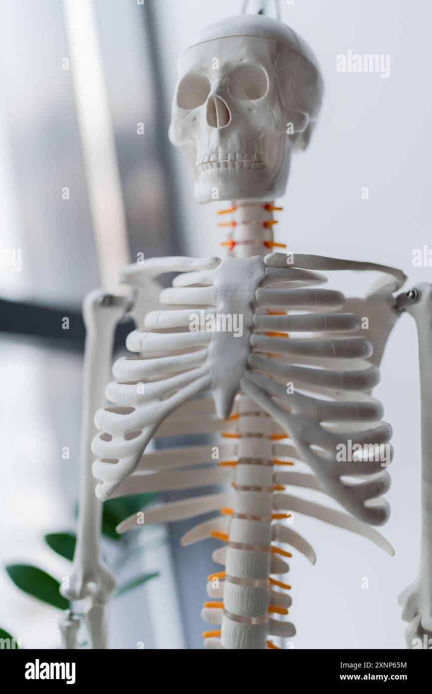 Model showing human skeleton anatomy for academic, medical, clinic ...