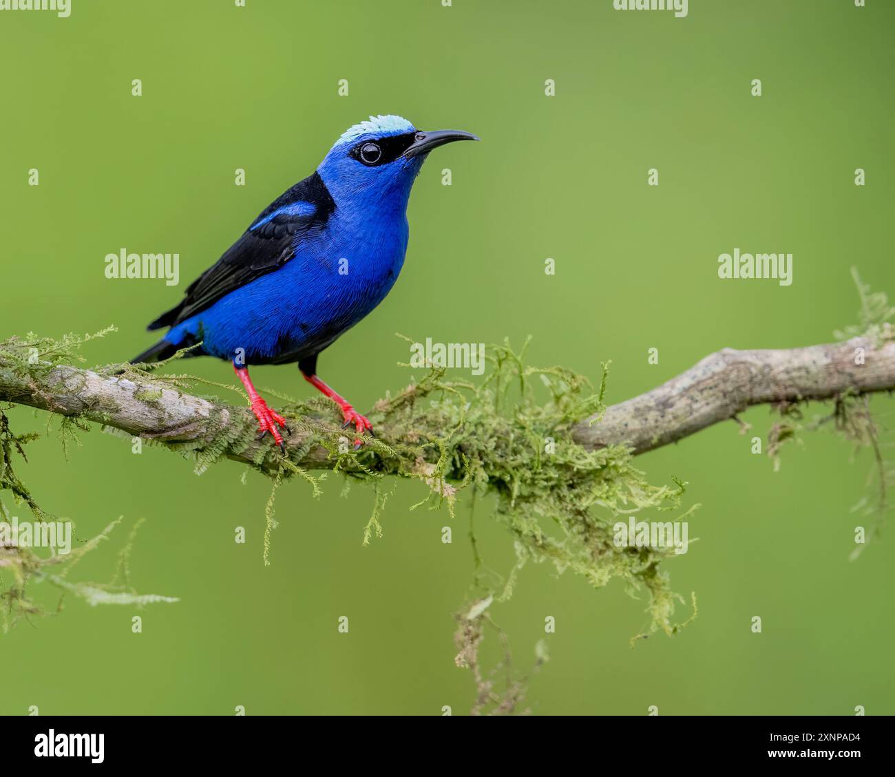 The red-legged honeycreeper (Cyanerpes cyaneus) is a small songbird species in the tanager family (Thraupidae) Stock Photo