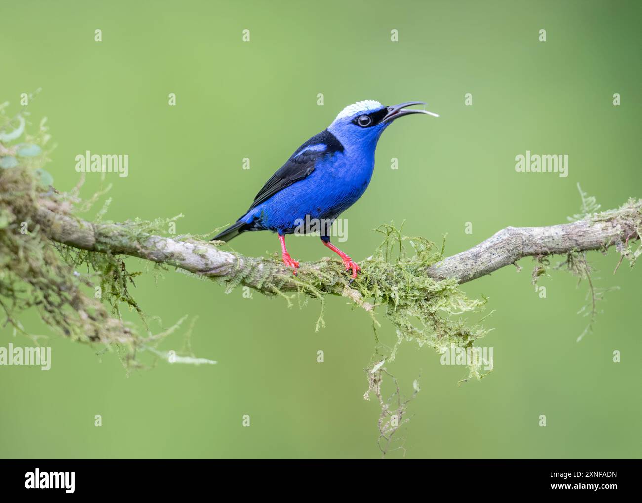 The red-legged honeycreeper (Cyanerpes cyaneus) is a small songbird species in the tanager family (Thraupidae) Stock Photo