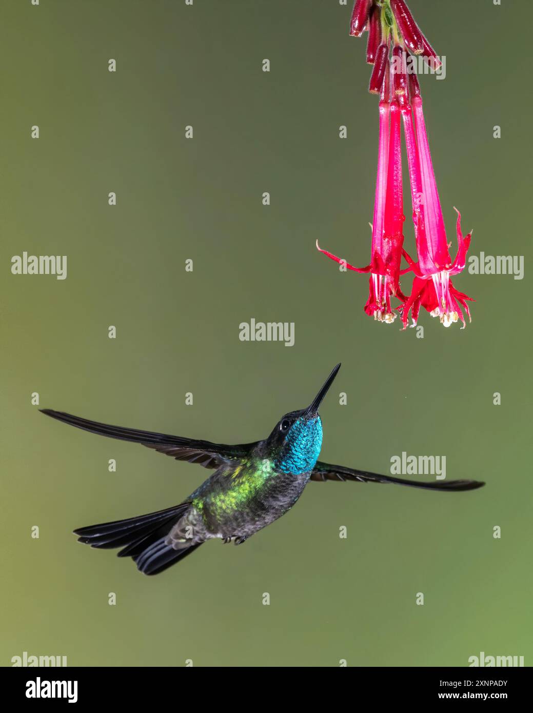 Small colorful gems hi-res stock photography and images - Alamy