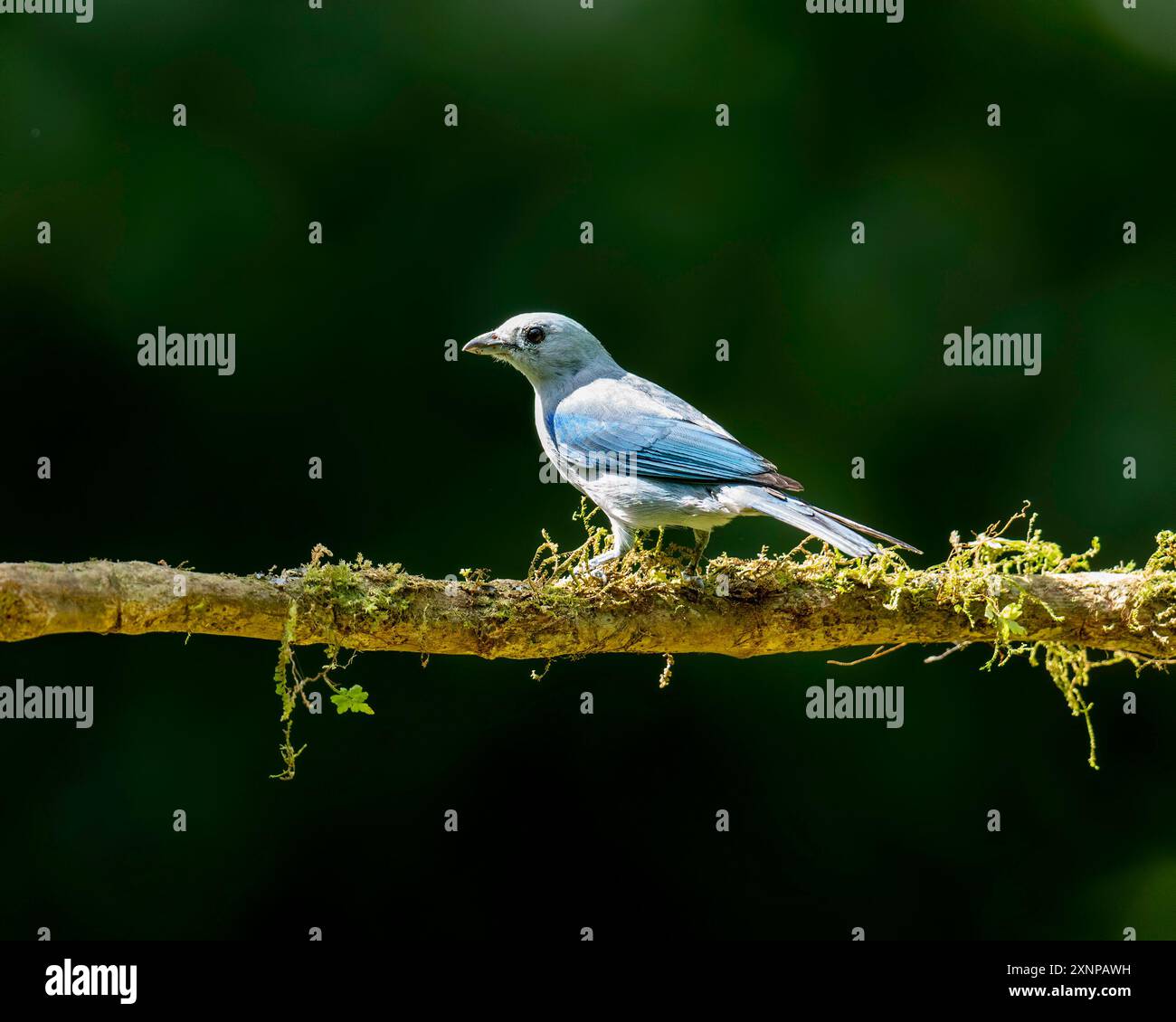 The blue-gray tanager (Thraupis episcopus) is a medium-sized South American songbird of the tanager family, Thraupidae. Stock Photo