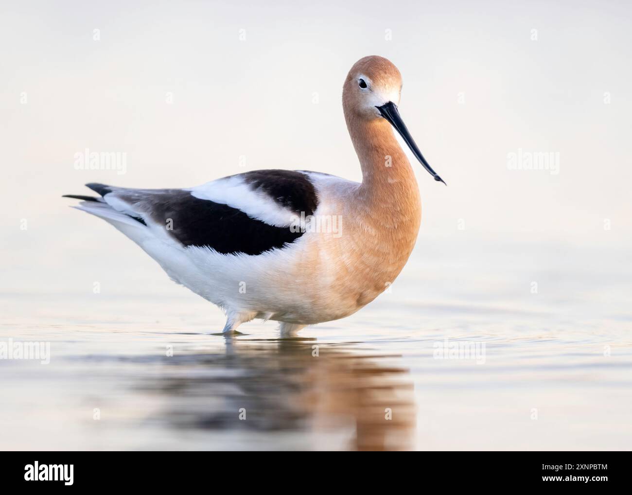 Avocet Habitat Hi res Stock Photography And Images Alamy avocet-habitat-hi-res-stock-photography-and-images-alamy