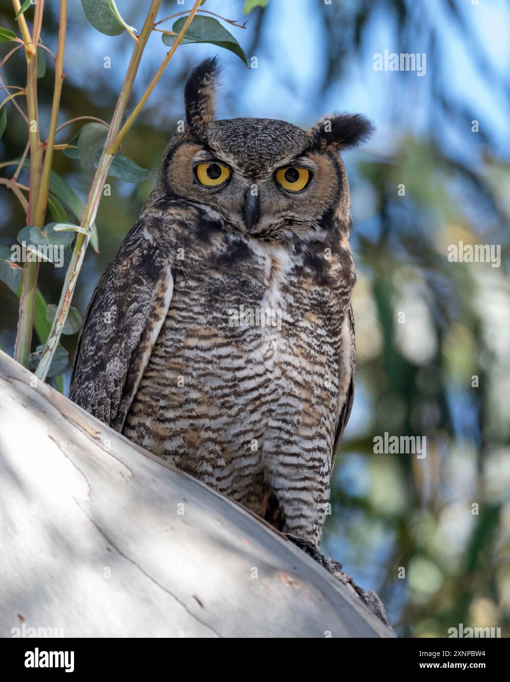 California great horned owl (Bubo virginianus pacificus) a CA subspecies  sits in a oak tree in a CA regional park Stock Photo - Alamy, image size:1040x1390