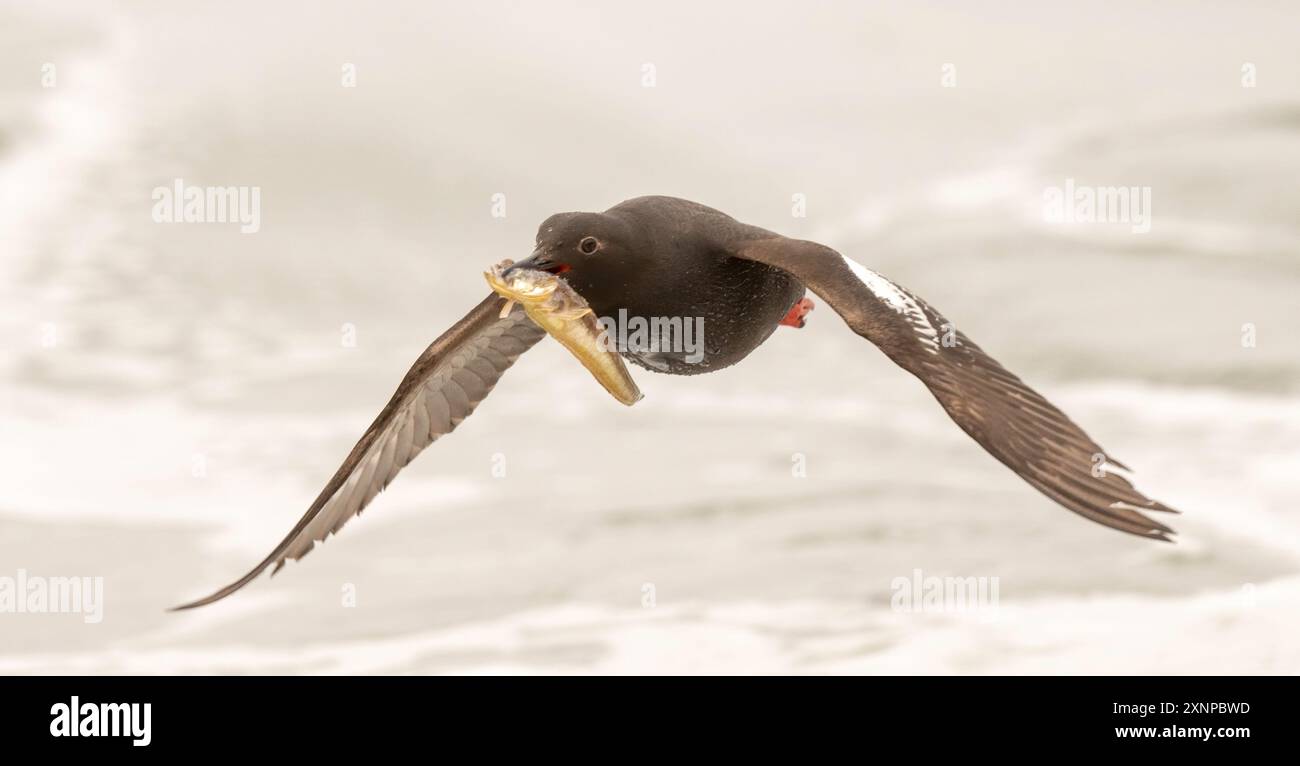 Pigeon Gullemont (Cepphus columba) flying in from the Pacific with fish for young chicks, Santa Cruz, California Stock Photo