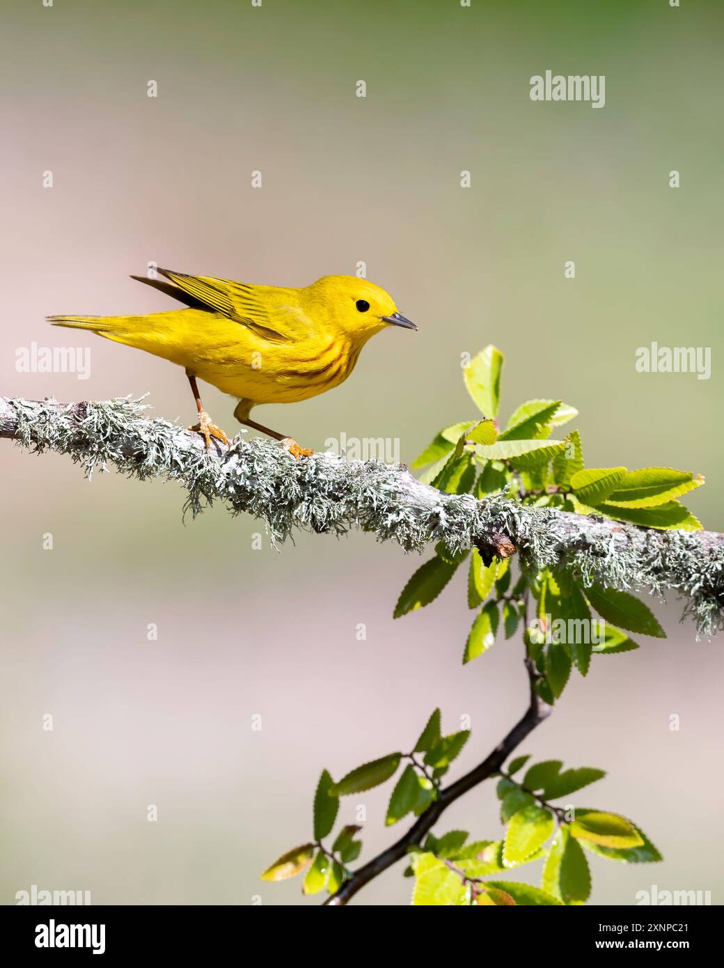Yellow warbler in flight hi-res stock photography and images - Alamy