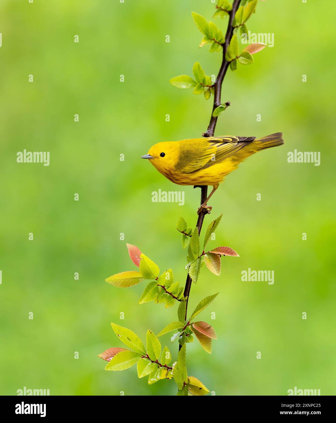 Yellow warbler in flight hi-res stock photography and images - Alamy